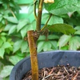 Ljetno kalemljenje stabla jabuke - kako pravilno izvesti oko i bubreg